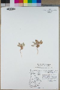 Chorizanthe rigida image