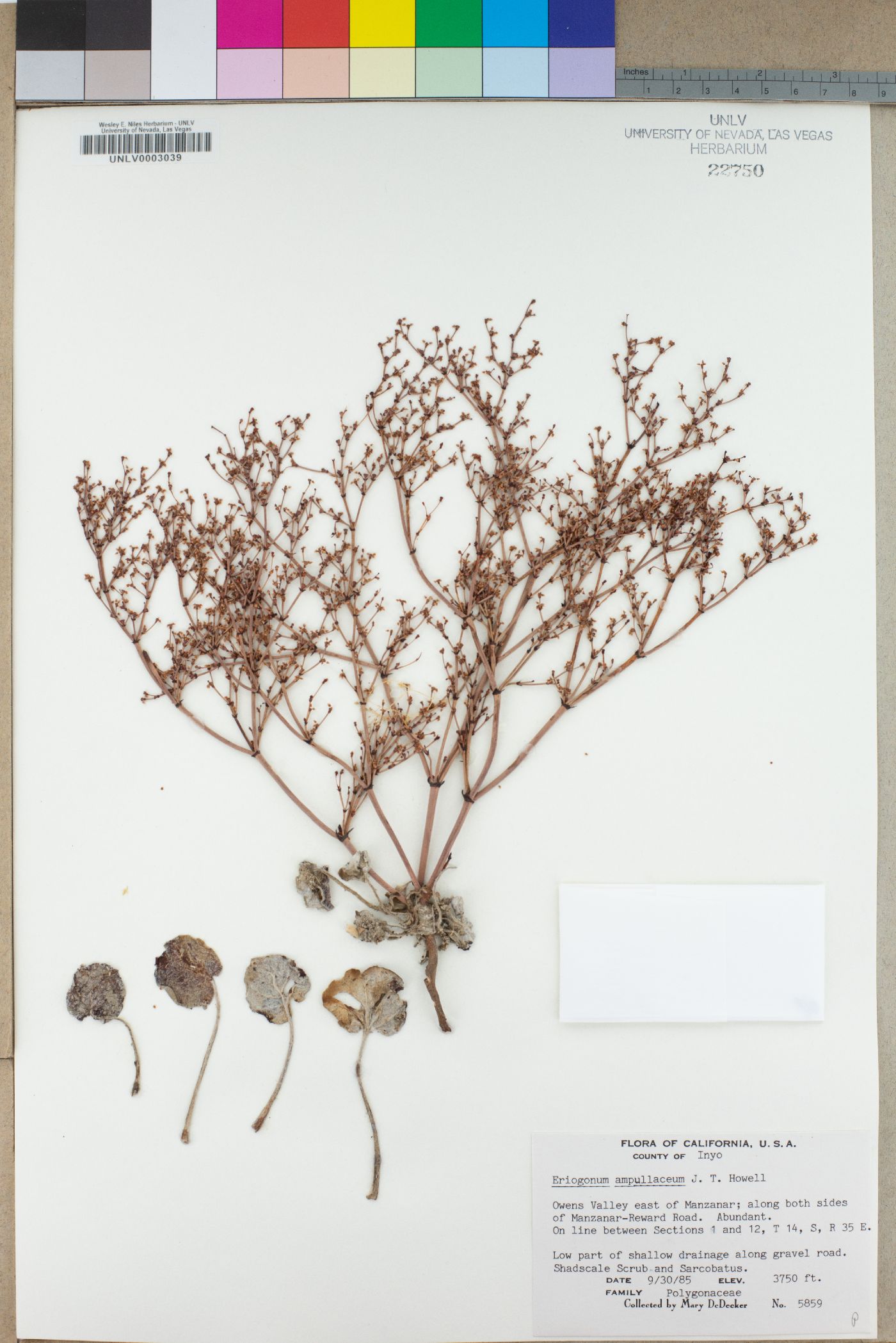 Eriogonum ampullaceum image