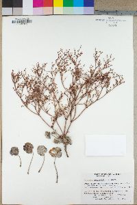 Eriogonum ampullaceum image