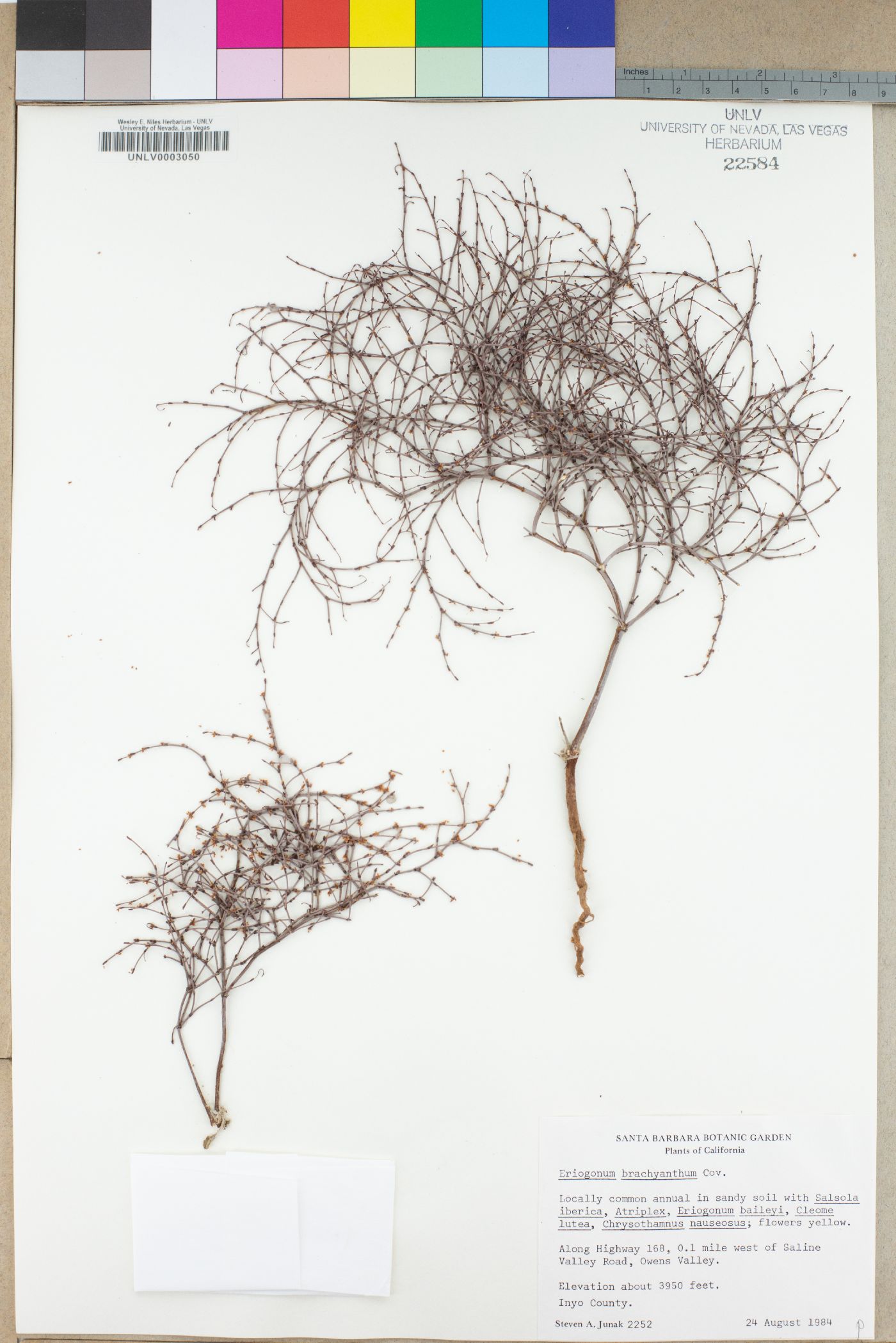Eriogonum brachyanthum image