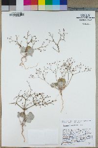 Eriogonum brachypodum image