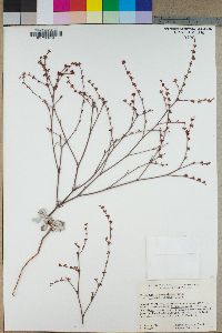 Eriogonum cithariforme var. agninum image