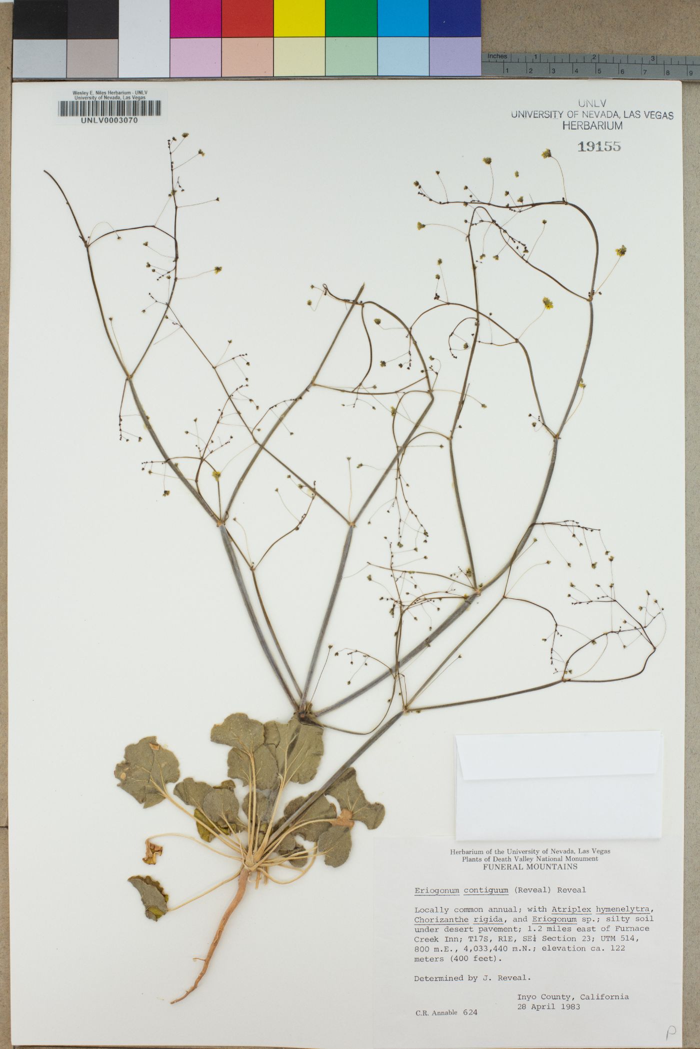 Eriogonum clavatum image
