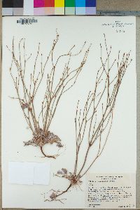 Eriogonum davidsonii image