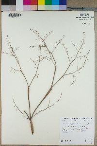 Eriogonum deflexum var. baratum image
