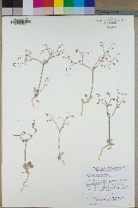 Eriogonum deflexum var. baratum image