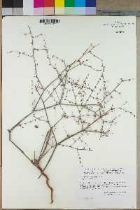 Eriogonum deflexum image