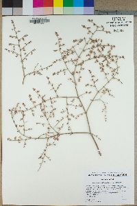 Eriogonum deflexum image