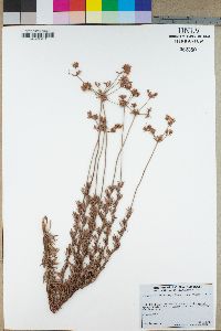 Eriogonum fasciculatum var. foliolosum image