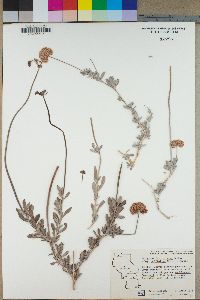 Eriogonum fasciculatum image