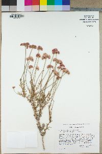 Eriogonum fasciculatum image