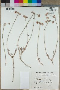 Eriogonum fasciculatum image