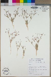 Eriogonum gracillimum image