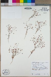 Eriogonum gracillimum image