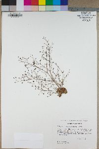 Eriogonum glandulosum image