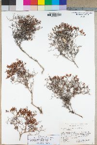 Eriogonum heermannii var. argense image