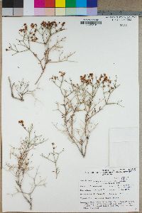 Eriogonum heermannii var. argense image