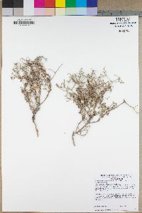 Eriogonum heermannii var. floccosum image