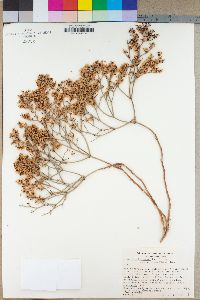 Eriogonum heermannii image