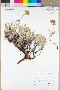 Eriogonum heracleoides var. angustifolium image