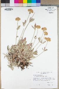 Eriogonum heracleoides image