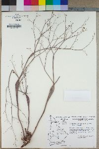 Eriogonum inflatum var. inflatum image