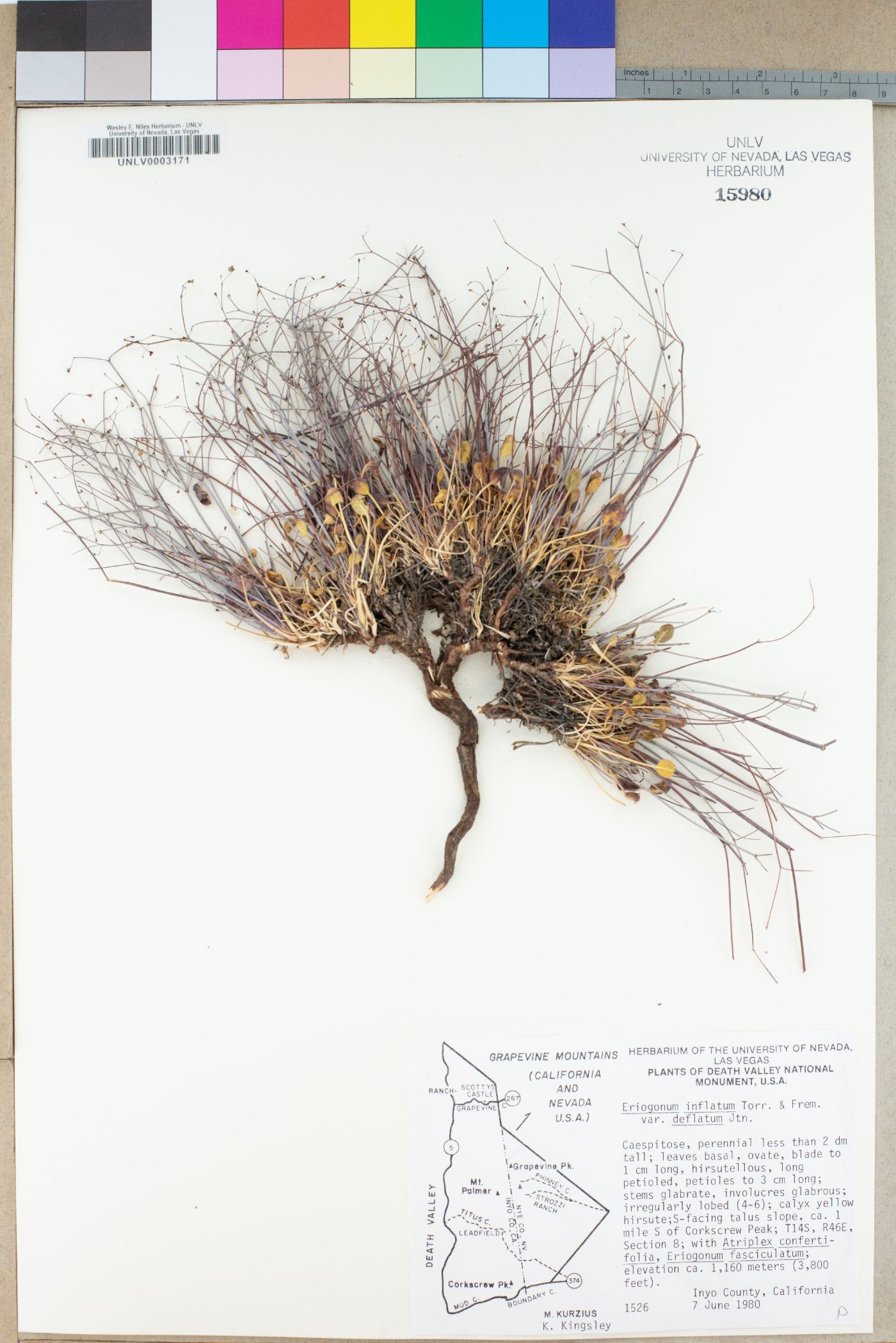 Eriogonum inflatum var. deflatum image