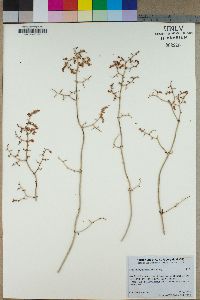 Eriogonum plumatella image