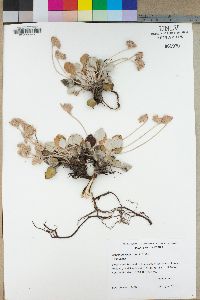 Eriogonum lobbii image