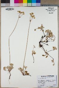 Eriogonum marifolium image