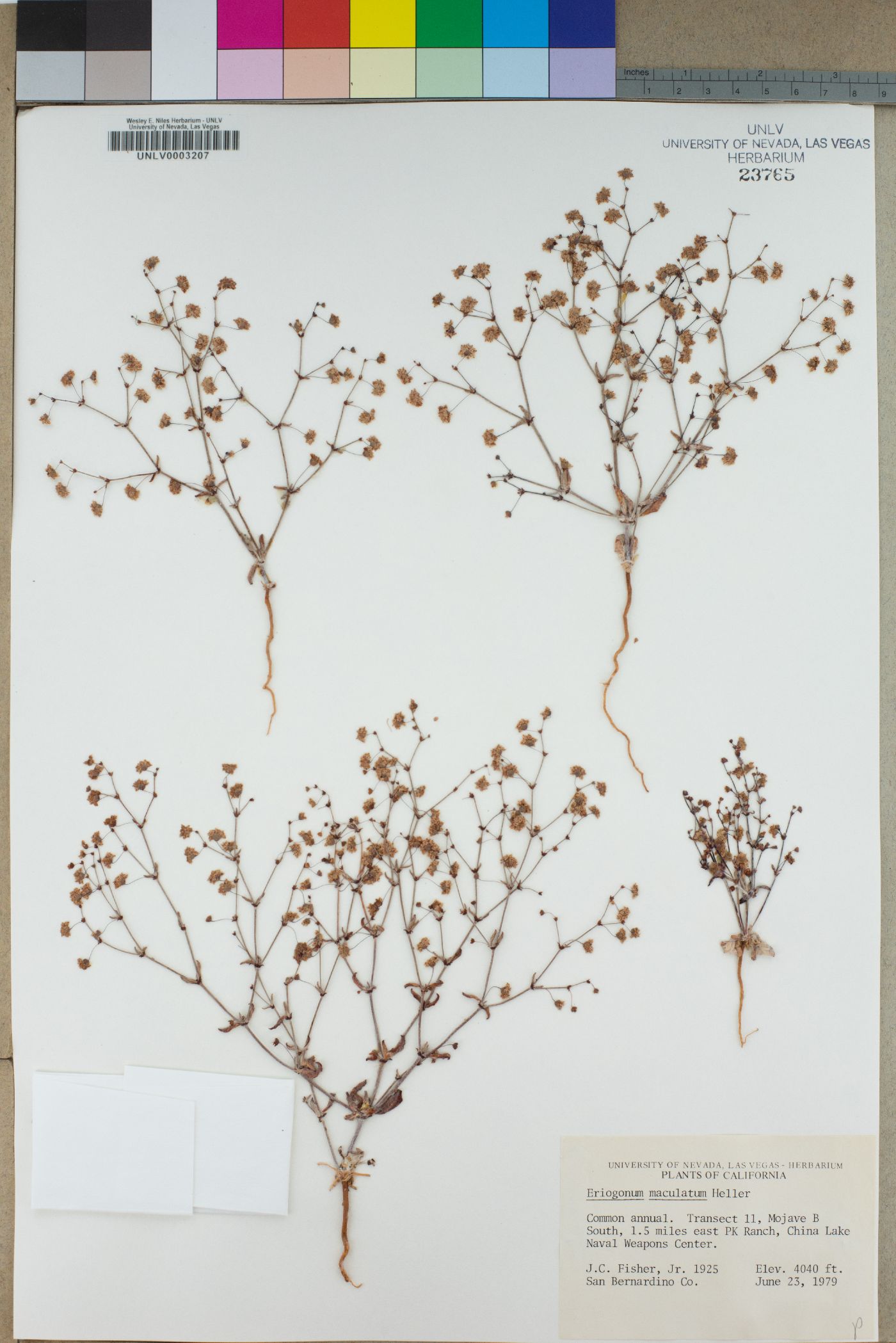Eriogonum maculatum image