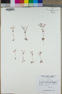 Eriogonum maculatum image