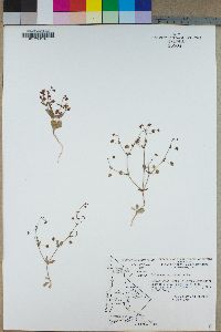 Eriogonum maculatum image