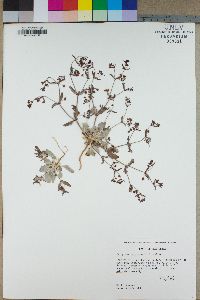 Eriogonum maculatum image