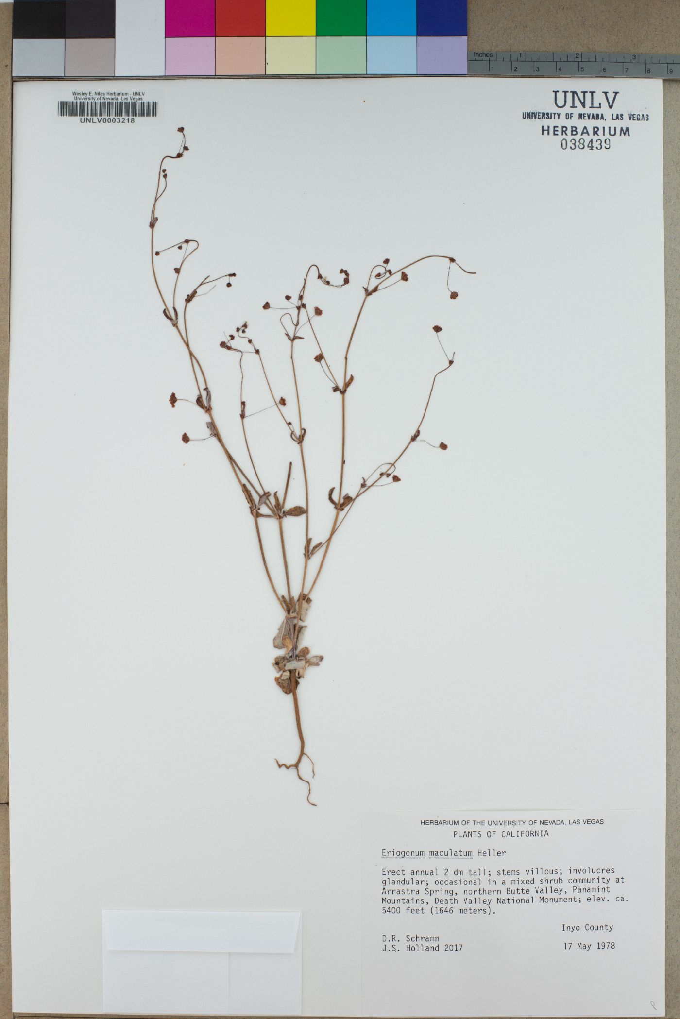 Eriogonum maculatum image