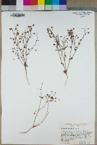 Eriogonum maculatum image