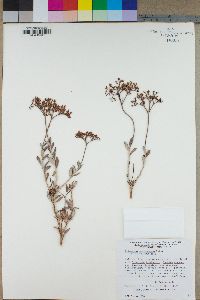 Eriogonum microthecum var. laxiflorum image