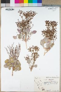 Eriogonum nidularium image