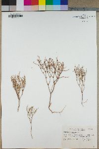 Eriogonum nidularium image