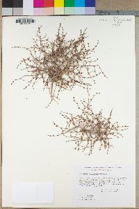 Eriogonum nidularium image