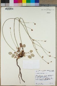 Eriogonum nudum image