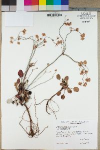 Eriogonum nudum image