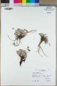 Eriogonum ovalifolium var. nivale image