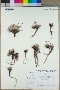 Eriogonum ovalifolium image