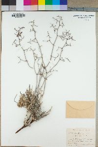 Eriogonum palmeri image