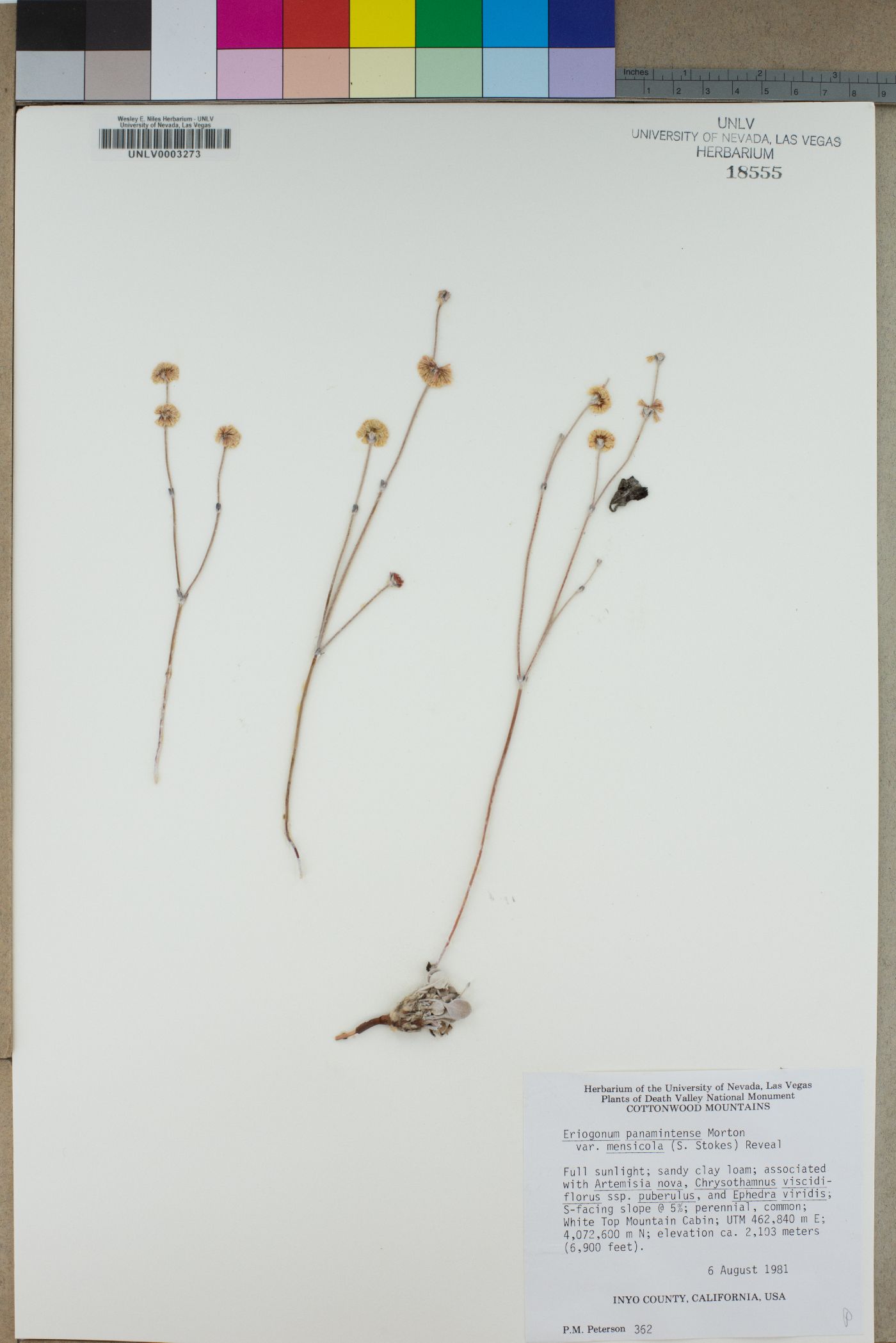 Eriogonum panamintense var. mensicola image