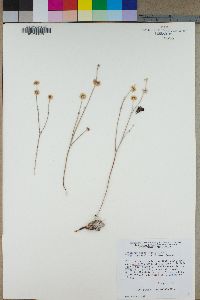 Eriogonum panamintense var. mensicola image