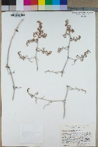 Eriogonum plumatella image