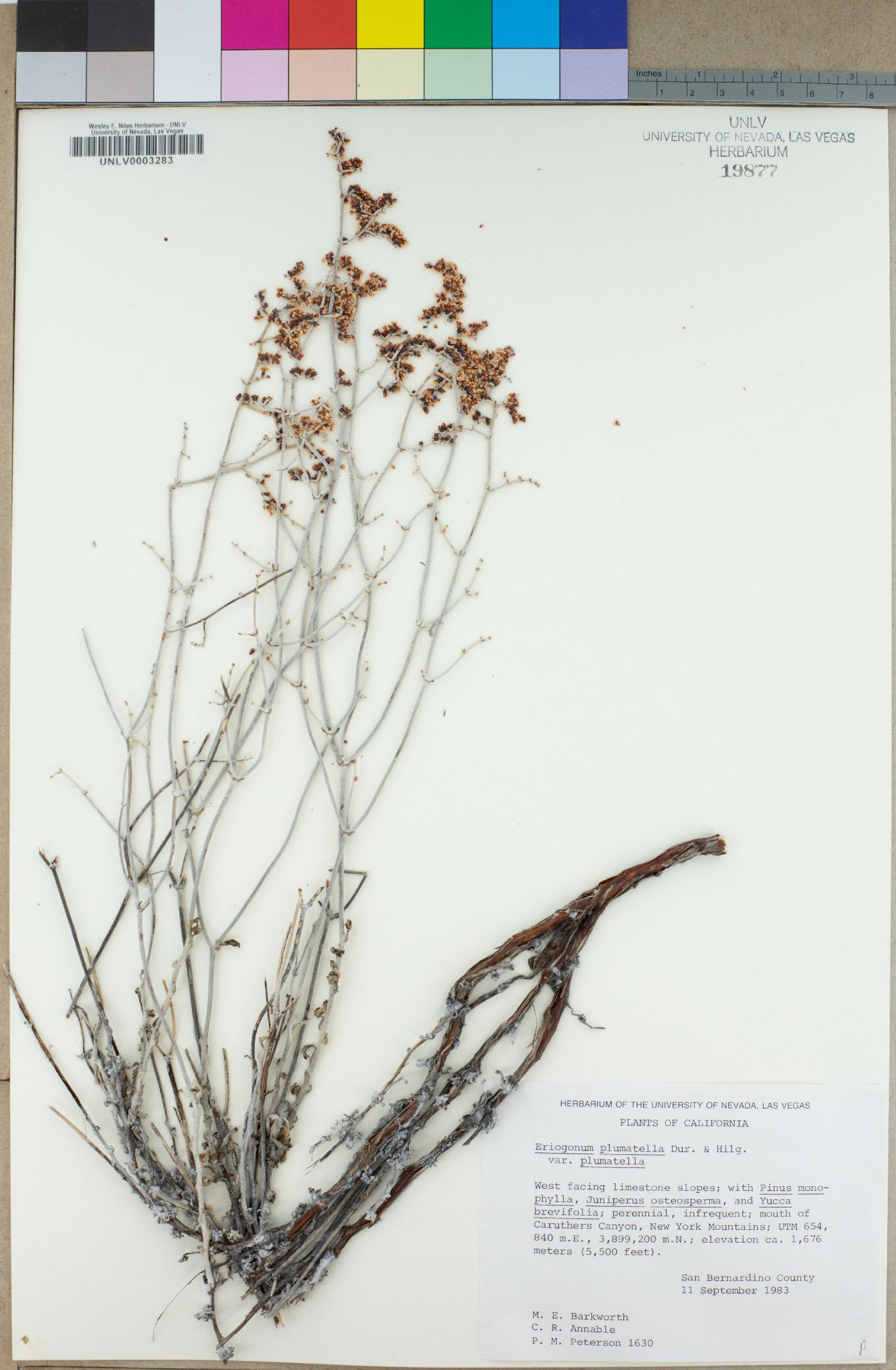 Eriogonum plumatella image