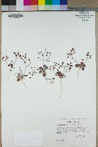 Eriogonum pusillum image